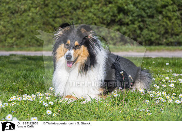 Collie Hndin / female Collie / SST-22853