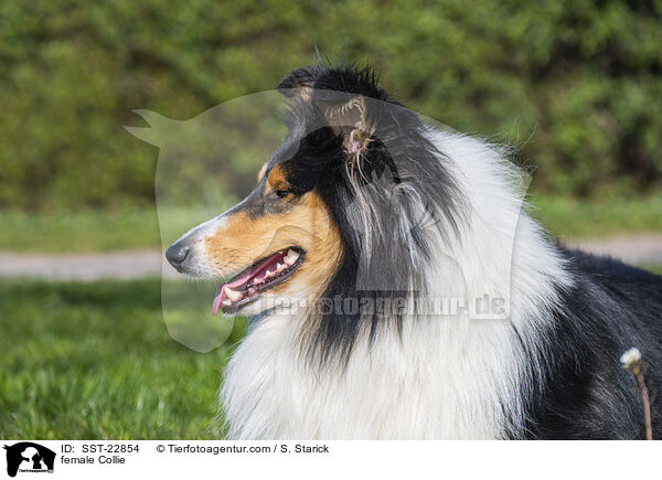 Collie Hndin / female Collie / SST-22854