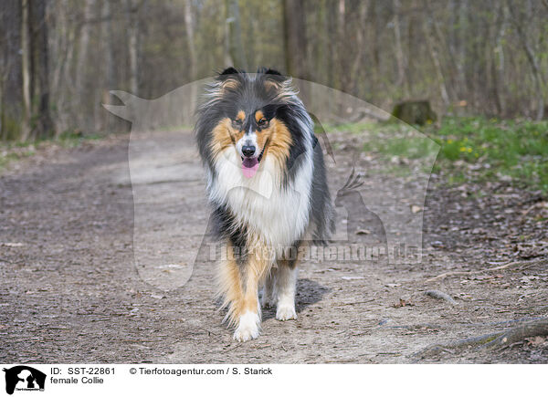 Collie Hndin / female Collie / SST-22861