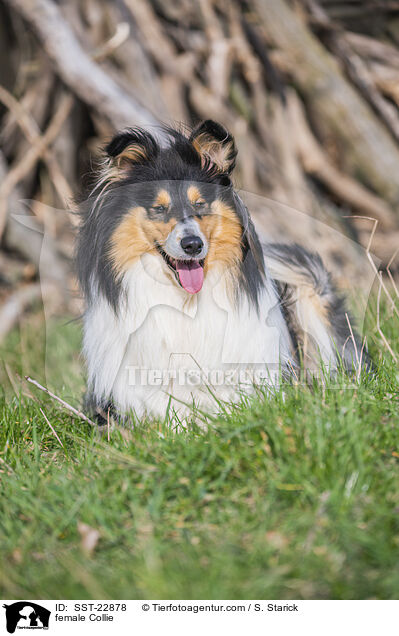 Collie Hndin / female Collie / SST-22878