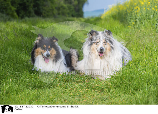 Collies / Collies / SST-22939
