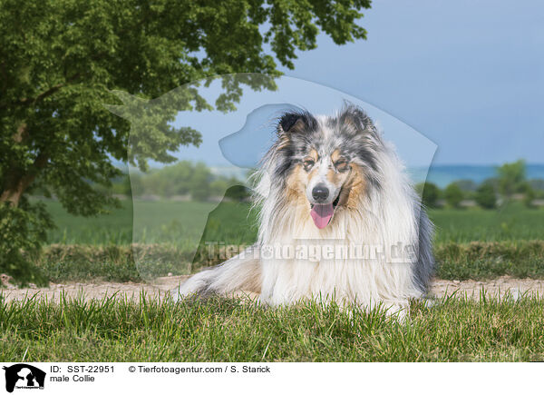 Collie Rde / male Collie / SST-22951
