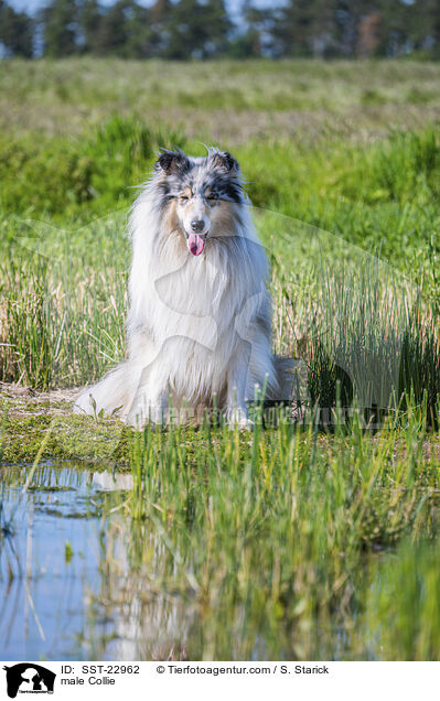 Collie Rde / male Collie / SST-22962