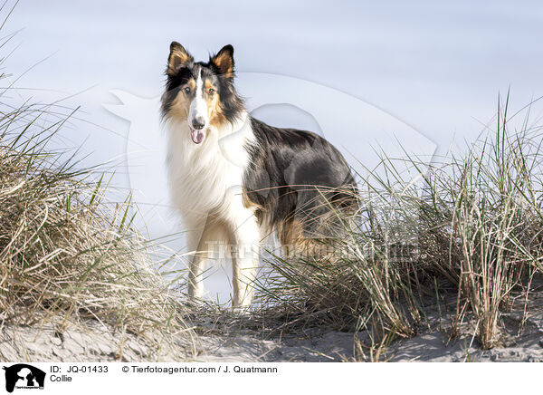 Collie / Collie / JQ-01433