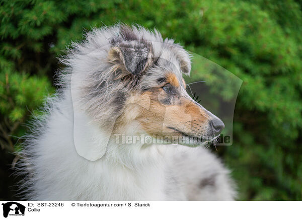 Collie / Collie / SST-23246