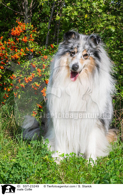 Collie Rde / male Collie / SST-23249