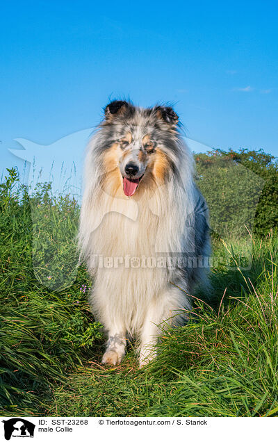 Collie Rde / male Collie / SST-23268