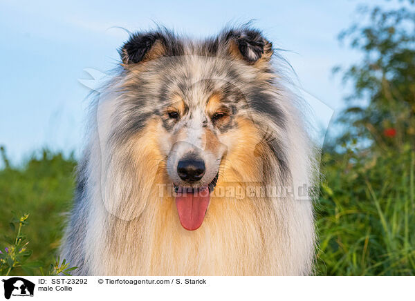 male Collie / SST-23292