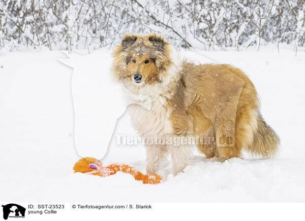 young Collie / SST-23523