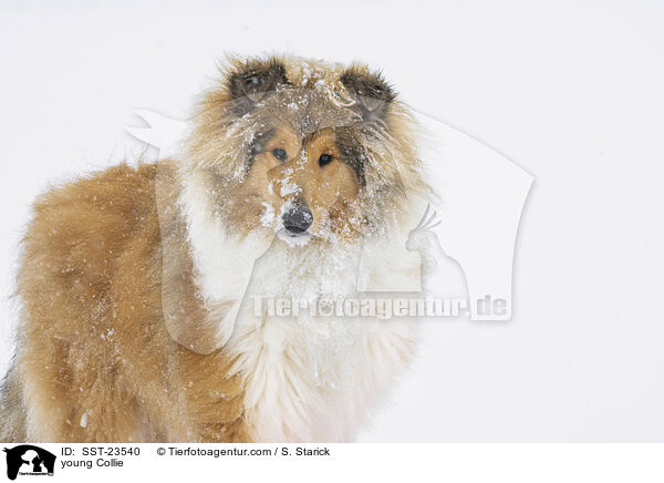 young Collie / SST-23540