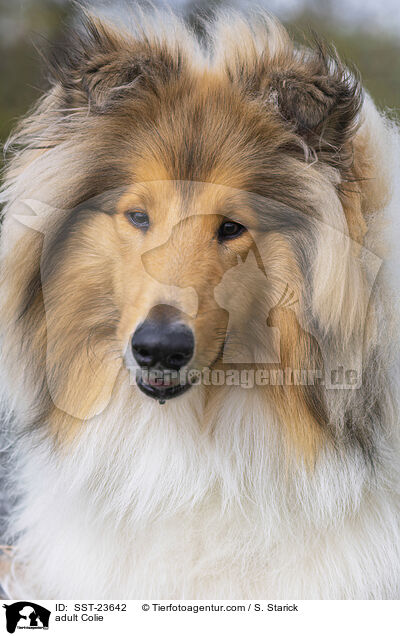 erwachsener Collie / adult Colie / SST-23642