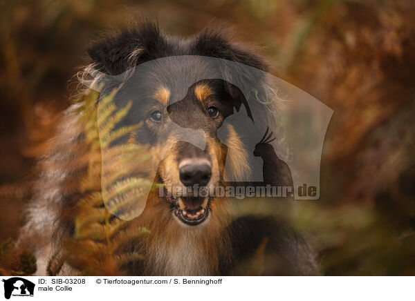 Collie Rde / male Collie / SIB-03208