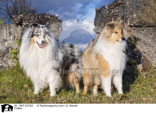 Collies / Collies / SST-23762