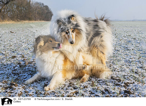 Collies / Collies / SST-23766