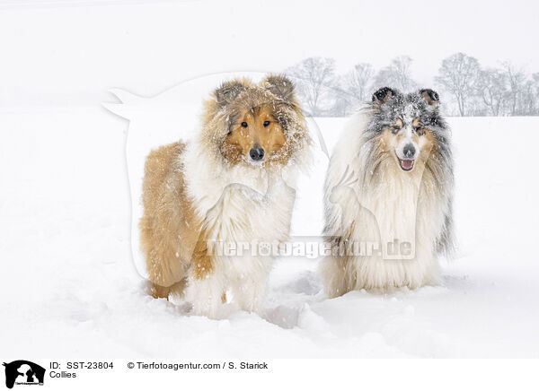 Collies / Collies / SST-23804
