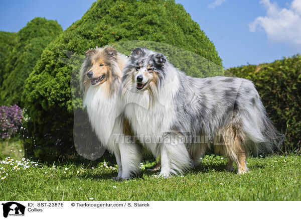 Collies / Collies / SST-23876