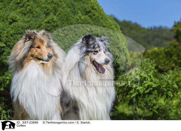 Collies / Collies / SST-23886