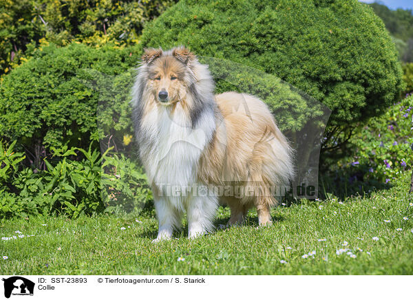 Collie / Collie / SST-23893