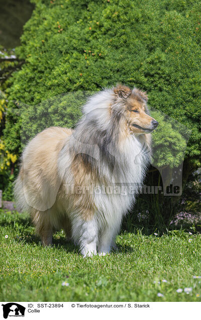 Collie / Collie / SST-23894