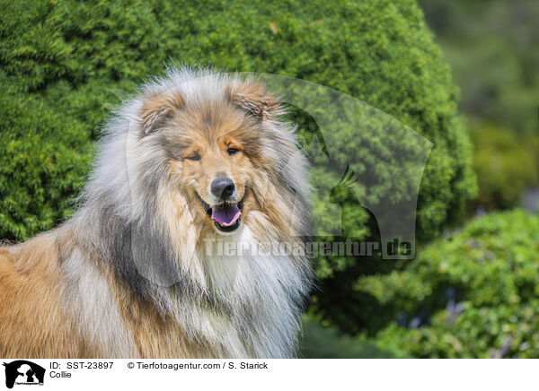 Collie / Collie / SST-23897