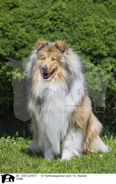 Collie / Collie / SST-23917