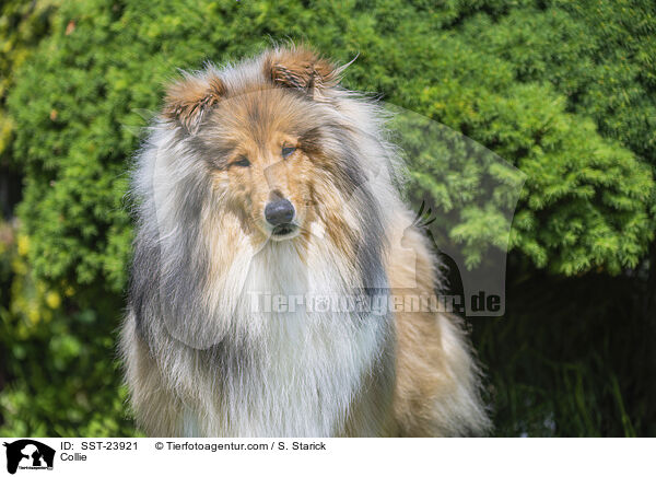 Collie / Collie / SST-23921