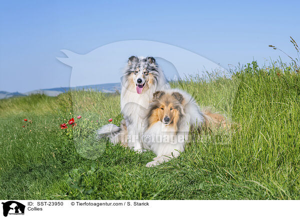 Collies / Collies / SST-23950