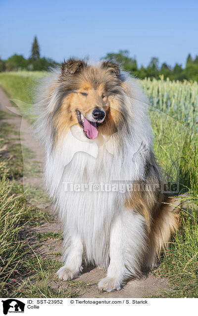 Collie / Collie / SST-23952