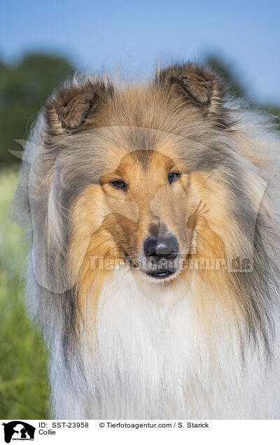 Collie / Collie / SST-23958