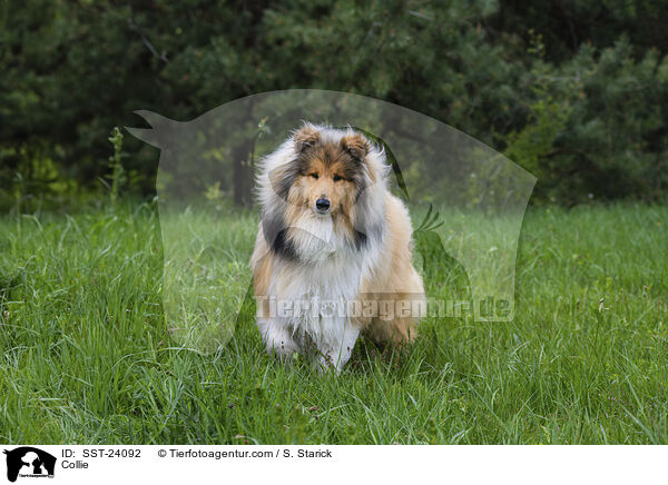 Collie / Collie / SST-24092