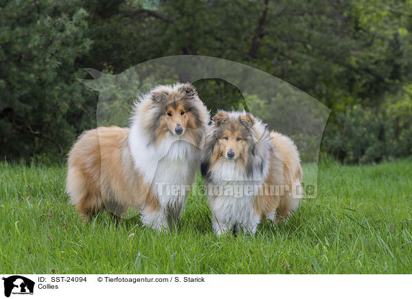 Collies / Collies / SST-24094