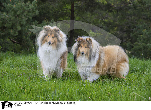 Collies / Collies / SST-24096