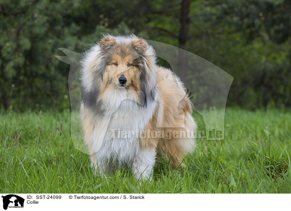 Collie / Collie / SST-24099