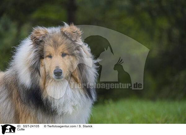 Collie / Collie / SST-24105