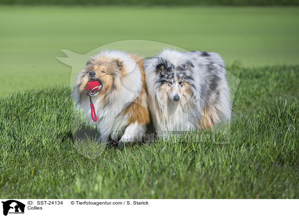 Collies / Collies / SST-24134