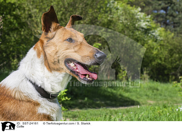 Collie / Collie / SST-24161