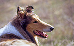 Collie Portrait