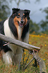 longhaired Collie