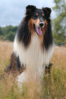 longhaired Collie