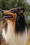 Collie Portrait