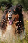 Collie Portrait