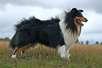 longhaired Collie