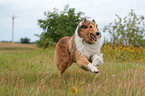 running Collie