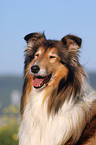 Collie Portrait