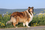 standing Collie