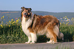 standing Collie