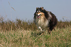 longhaired Collie