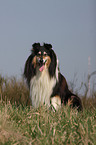 longhaired Collie