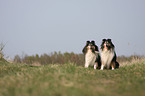 longhaired Collies