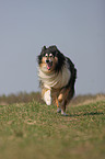 longhaired Collie